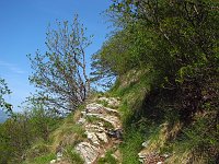 03_Il sentiero tra il verde della Primavera